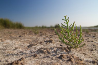 Glasswort kurutulmuş bataklık üzerinde