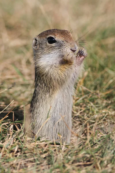Küçük şirin souslik stand up ve yemek çimen