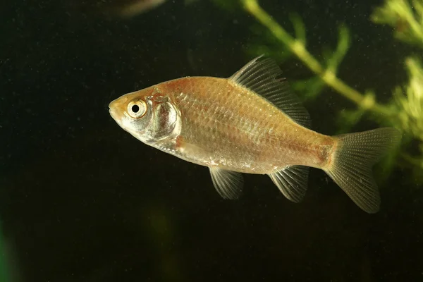 未熟なフナ鯉魚池に — ストック写真