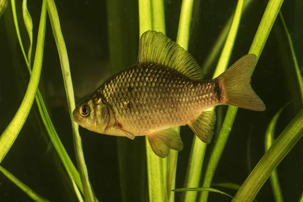 Carpa crucian peixe na lagoa — Fotografia de Stock