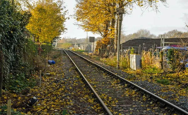 Sonbaharın Düşen Sarı Yapraklarıyla Kaplı Tek Bir Demiryolu Hattını Izleyin — Stok fotoğraf