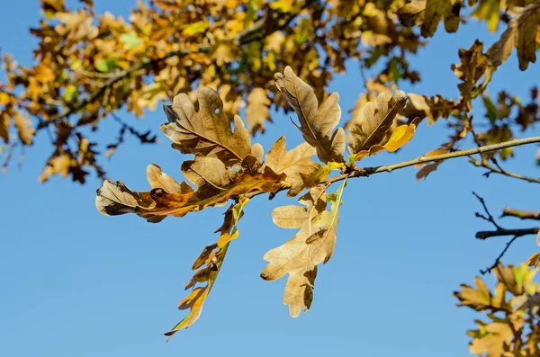 Ein Zweig Eichenblätter Färbt Sich Der Herbstsonne Vor Dem Hintergrund — Stockfoto