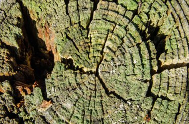 Ağaç halkalarının çokça yıprandığı ve aralarında büyüyen bir sürü ağaç halkasının olduğu kesilmiş kütüğün yakın görüntüsü. Güneşli, kış manzaralı.
