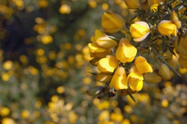 Sarı Gorse çalısı çoğalmak için yer açtı..