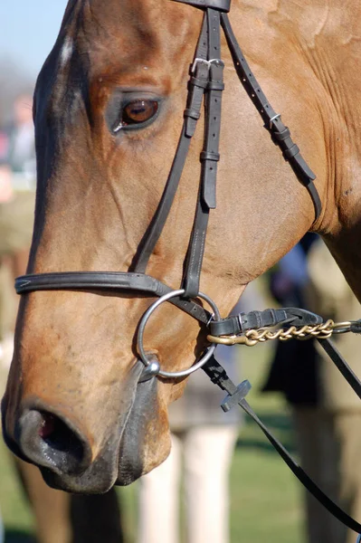 Een Bruin Aas Paard Loopt Rond Parade Ring Zoek Licht — Stockfoto