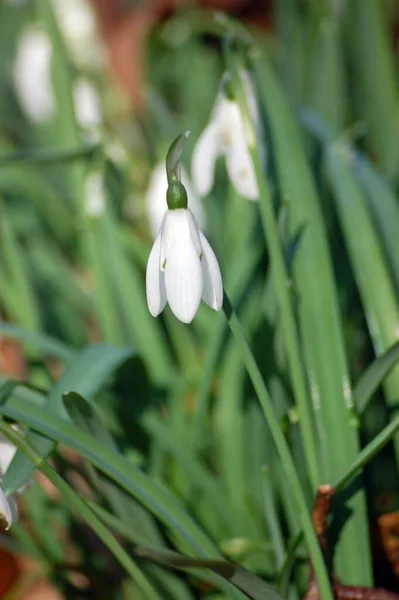 White Snowdrop Flower Amidst Green Leaves Flowering Spring Berkshire Woodland — Stock Photo, Image