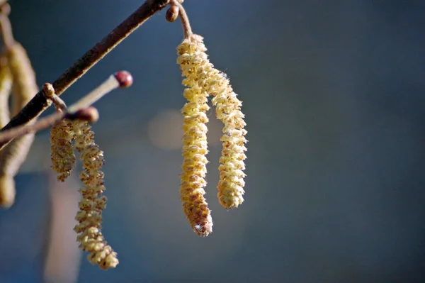 Catkins Penzoloni Albero Primavera — Foto Stock