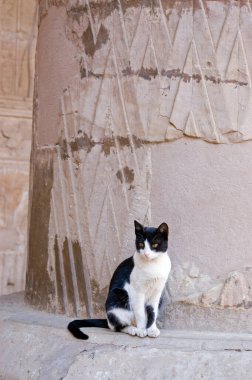 Eski Mısır 'ın Horus Tapınağı' ndaki sütunun üzerinde dinlenen küçük siyah beyaz kedi, Edfu, Mısır.