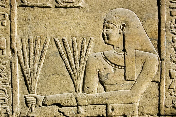 Ancient Egyptian Stone Carving Priest Carrying Stalks Wheat Temple Horus — Stock Photo, Image