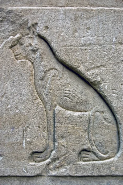 古埃及人对猫的雕刻 有时被称为巴斯泰特 埃及埃德福荷鲁斯寺外墙 — 图库照片