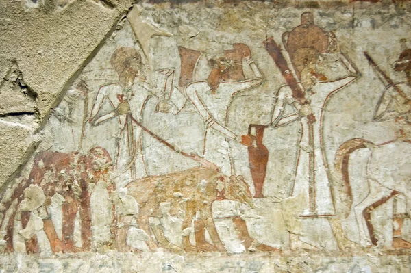 Pintura Pared Antigua Tumba Egipcia Rekhmire Que Muestra Desfile Animales — Foto de Stock