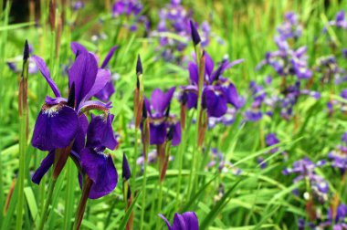 Sakallı süsen çiçeklerinden oluşan bir yatakta büyüyen elektrikli mor çiçekler..