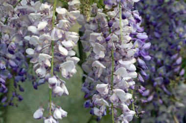 İngiltere 'nin güneyinde eski bir tuğla duvarda asılı mor salkım.