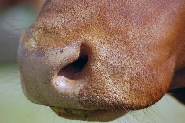 Close up of the muzzle / nose of a brown cow