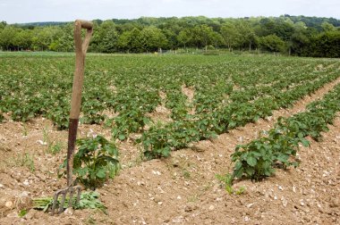 Yazın başında patates dolu bir tarla. Hazır olduğunda sebzeleri kaldırmaya hazır bir çatal var..