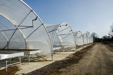 Berkshire kırsalında bahar güneşinde bir bitki bakım evinde bir sıra polimer tünel..