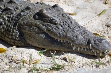 Gözleri kapalı bir Nil timsahı. Mısır, Afrika.