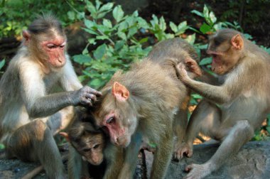 Anne ve bebek bir makak, aile üyelerinin iki üyesi onları tımar ederken, tüylerindeki pireleri ve keneleri temizlerken sakince otururlar. Rhesus Macaque (Macaca mulatta) Mumbai, Hindistan yakınlarında görülen vahşi memeliler.