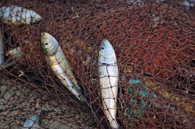 Balık ağına takılmış sardalyalar. Goa 'daki sahil, Hindistan.