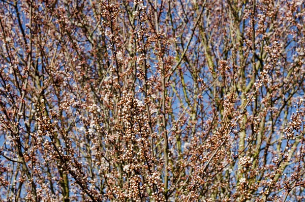 Een Bloeiende Kers Boom Bedekt Met Knoppen Barsten Rose Bloesem — Stockfoto