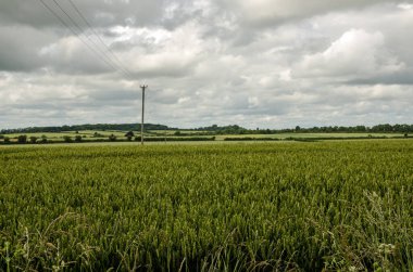 Güneşin doğmasını bekleyen bir buğday tarlası Sutton Scotney, Hampshire 'da bulutlu bir temmuz gününde..