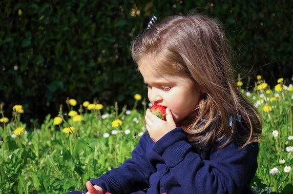 Küçük kız bahçede çilek tatma. Meyve yeme çimenlerin üzerinde oturan küçük kız. Bir çilek elinde olan küçük kız. Bahar çiçekli bir çayırda, küçük kız.