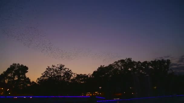飞行的鸟类，伊斯坦布尔市的演示 — 图库视频影像