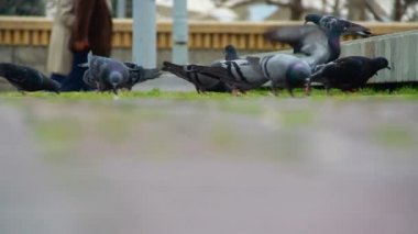 Piegons, Nisan 2016, izmir şehir, Türkiye