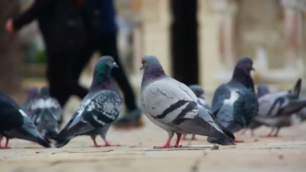 Piegons walking places, abril 2016, Turquía — Vídeos de Stock