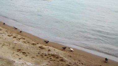 Kuşlar, Karadeniz kıyısında, Mayıs 2016, Türkiye