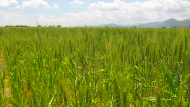 Gebied van tarwe time-lapse, Turkije — Stockvideo