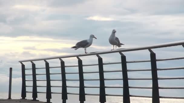 Ordu City, black sea, two seagull, June 2016, Turkey — Stock Video