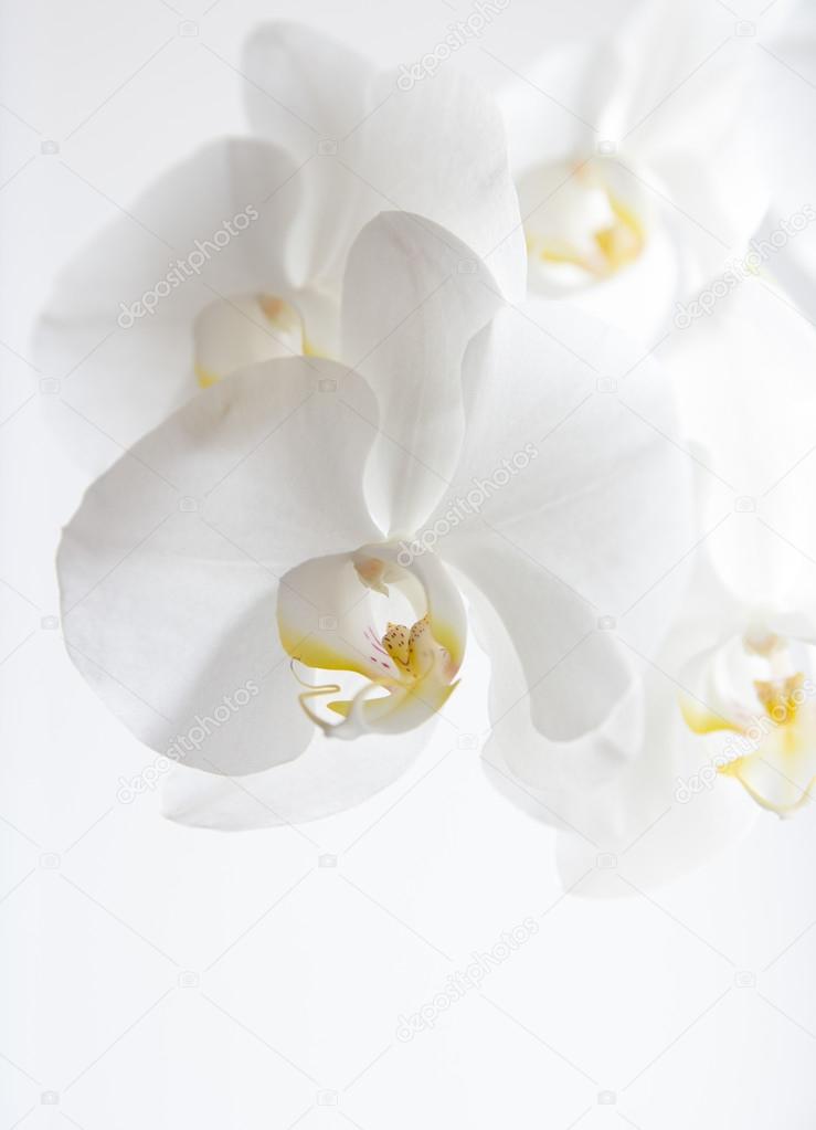 Beautiful White Orchid Flower On A White Background Stock Photo Image By C Landser64 Mail Ru Beautiful White Orchid Flower On A White Background Stock Photo Image By C Landser64 Mail Ru