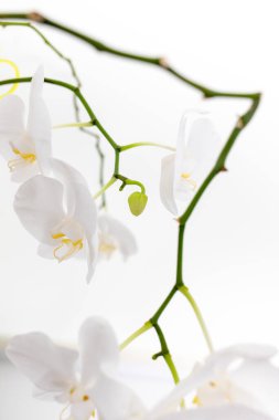 Beyaz arka planda orkideler. Beyaz ve mor