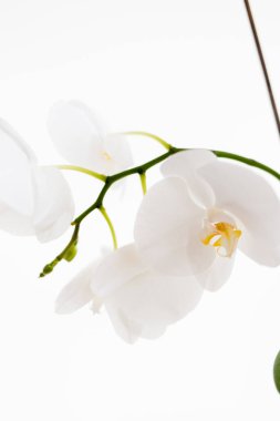 Beyaz arka planda orkideler. Beyaz ve mor