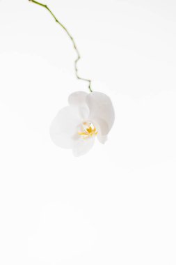 Beyaz arka planda orkideler. Beyaz ve mor