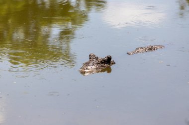 Timsah çiftliğinde büyük timsahlar.