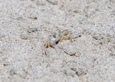 Kumda küçük bir yengeç. Yaklaş.