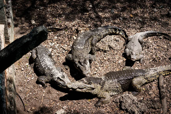 Huge Crocodiles Crocodile Farm Close — Stock Photo, Image