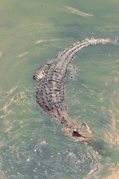 Crocodilos Enormes Uma Fazenda Crocodilo Perto — Fotografia de Stock