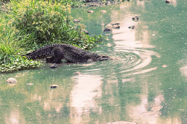 Huge Crocodiles Crocodile Farm Close — Stock Photo, Image