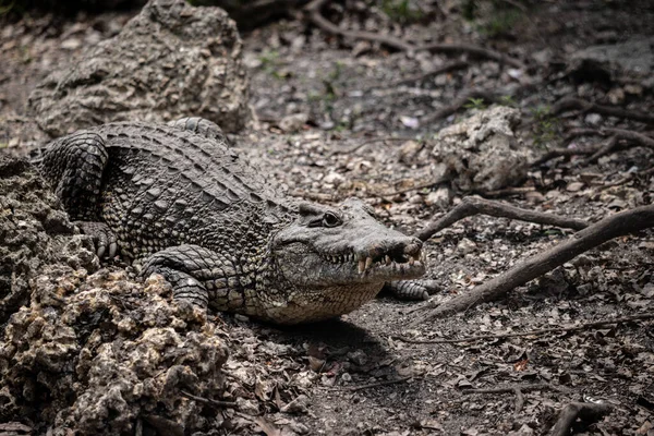 Huge Crocodiles Crocodile Farm Close — Stock Photo, Image