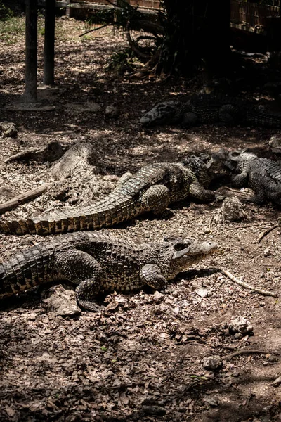 Huge Crocodiles Crocodile Farm Close — Stock Photo, Image
