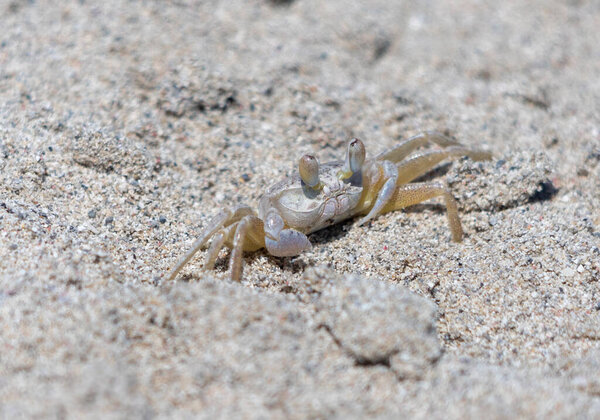 Small crab on the sand close up