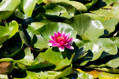 Suda nilüfer çiçeği. Lotus yakın çekim