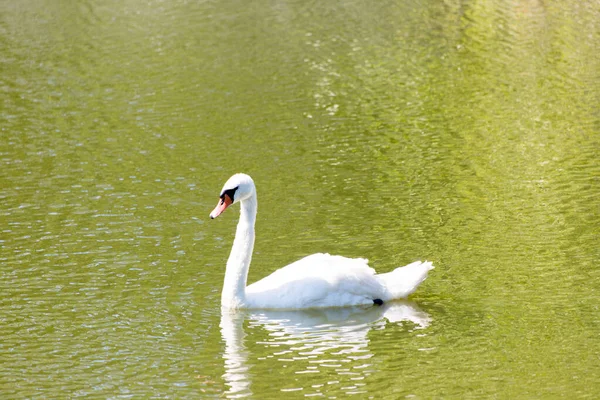 Величественный Белый Лебедь Плавает Парке — стоковое фото