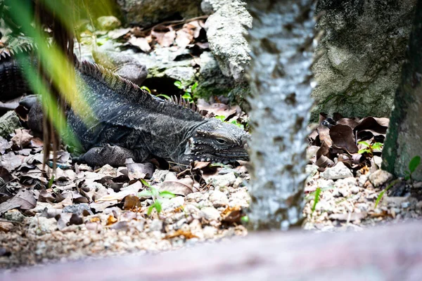 Large Iguana Natural Habitat Iguana Wild — Stock Photo, Image