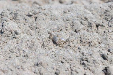 Kumda küçük bir yengeç. Yaklaş.