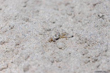 Kumda küçük bir yengeç. Yaklaş.