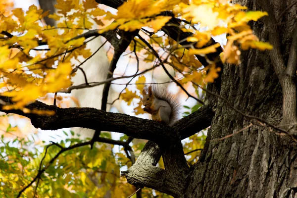 Wiewiórka Gałęzi Dębu Gryzie Orzechy — Zdjęcie stockowe